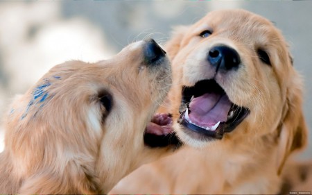 golden retrieverek